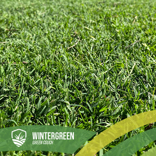 Wintergreen Couch Turf Ipswich Springfield Ripley Logan Brisbane Logan Redlands Turf Supplier Turf Laying Turf Supply deliverly trade price cheap wintergreen A Grade commercial bulk supplier