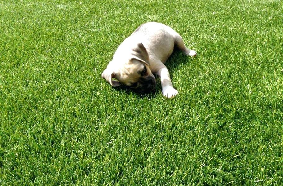 Tips for a Great Brisbane Turf Project- Dogs on Lawn
